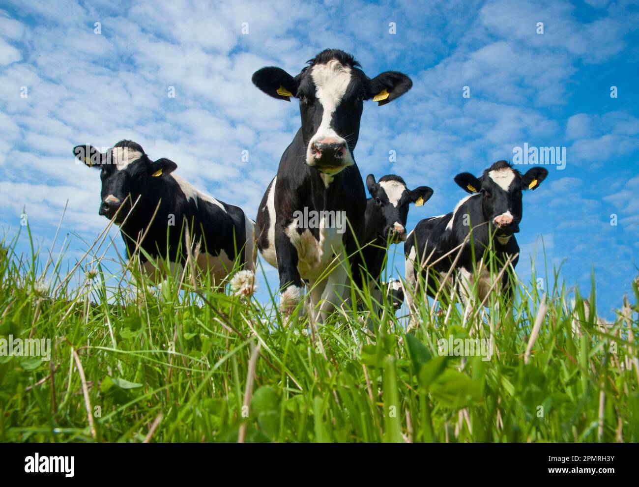 Domestic Cattle, Holstein Friesian type dairy cows, herd standing in ...