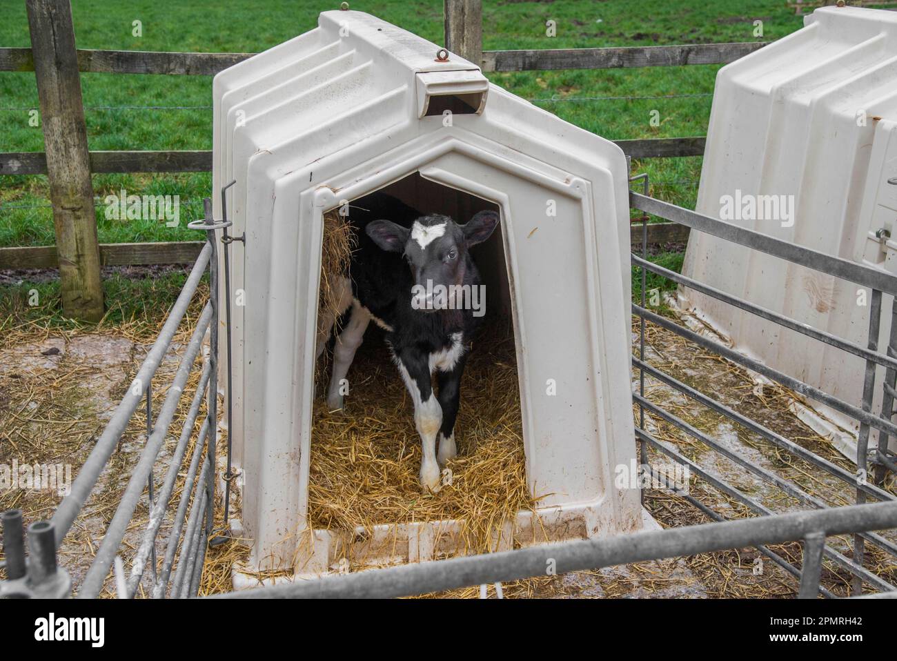 Domestic Cattle, Holstein dairy calf, standing in calf hutch, Cheshire
