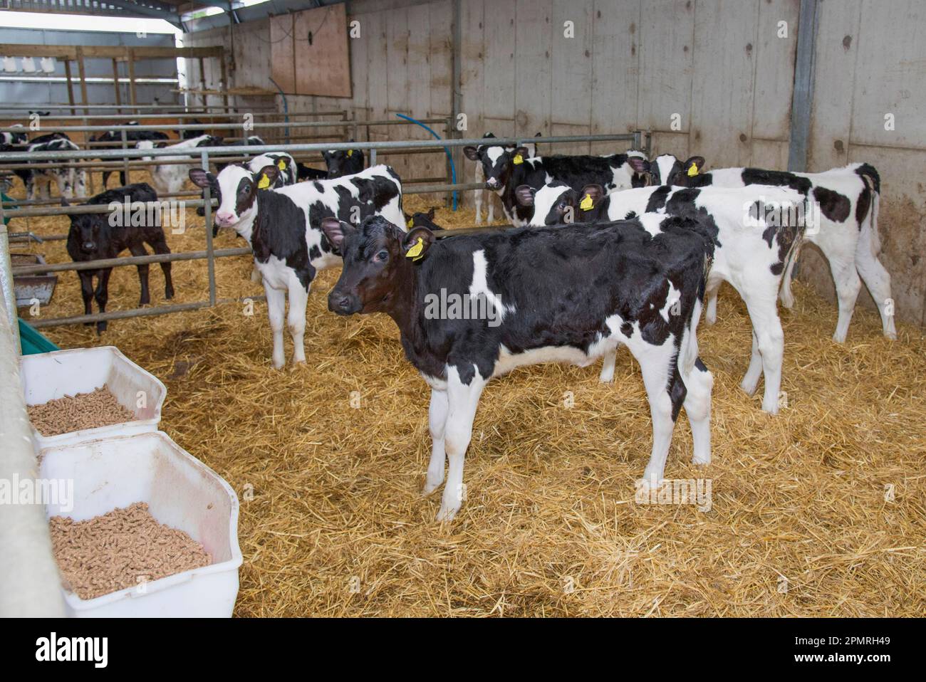 Domestic Cattle, Holstein, calves, standing in straw yard on dairy farm