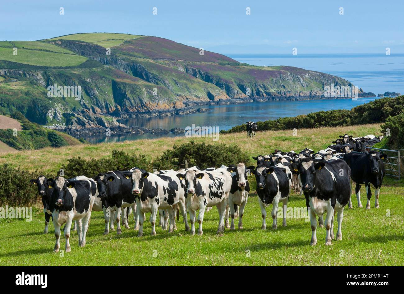 Domestic Cattle, Holstein Friesian type dairy cows, herd standing in coastal pasture, Port Soderick, Isle of Man Stock Photo