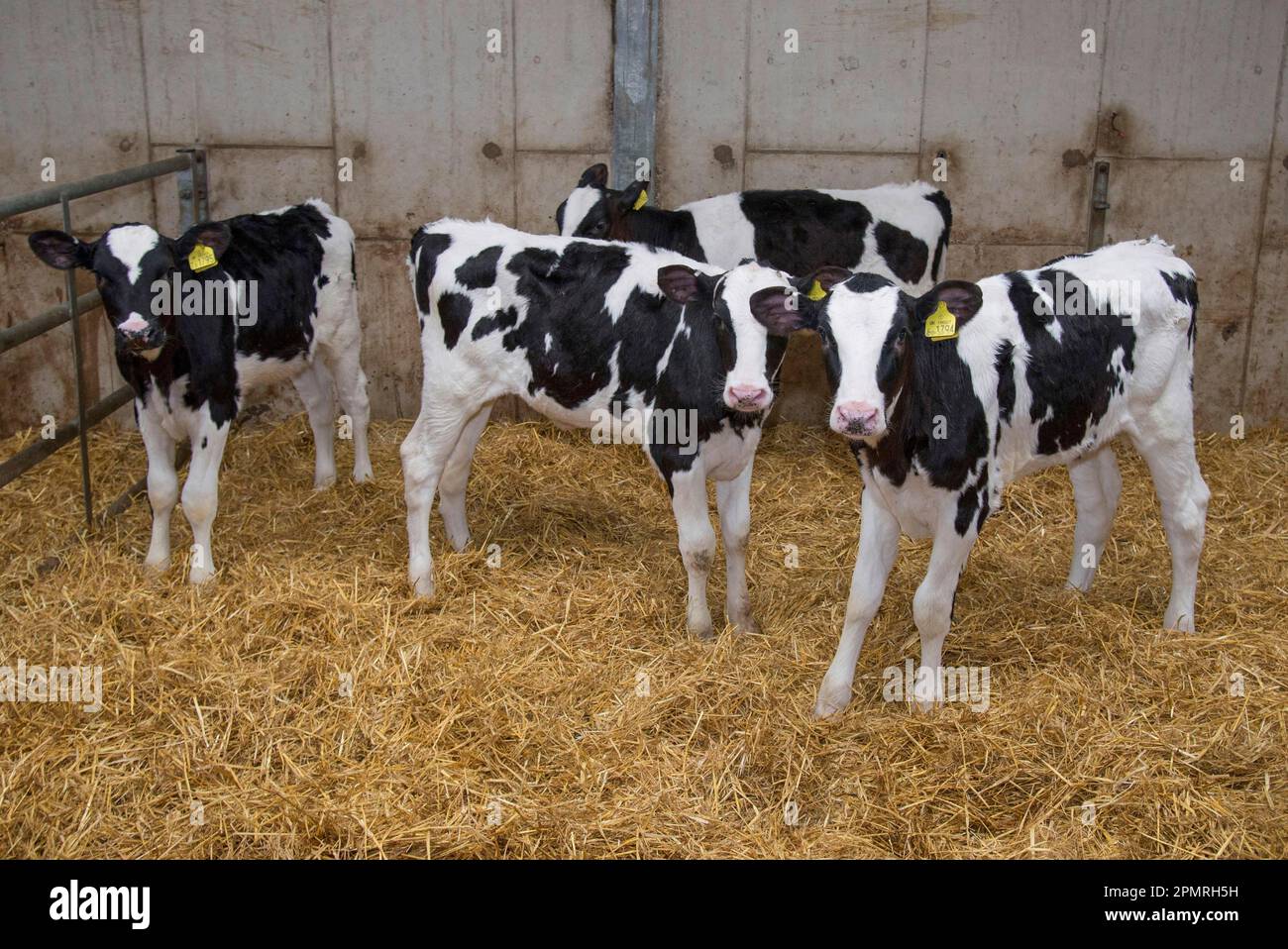 Domestic Cattle, Holstein, calves, standing in straw yard on dairy farm