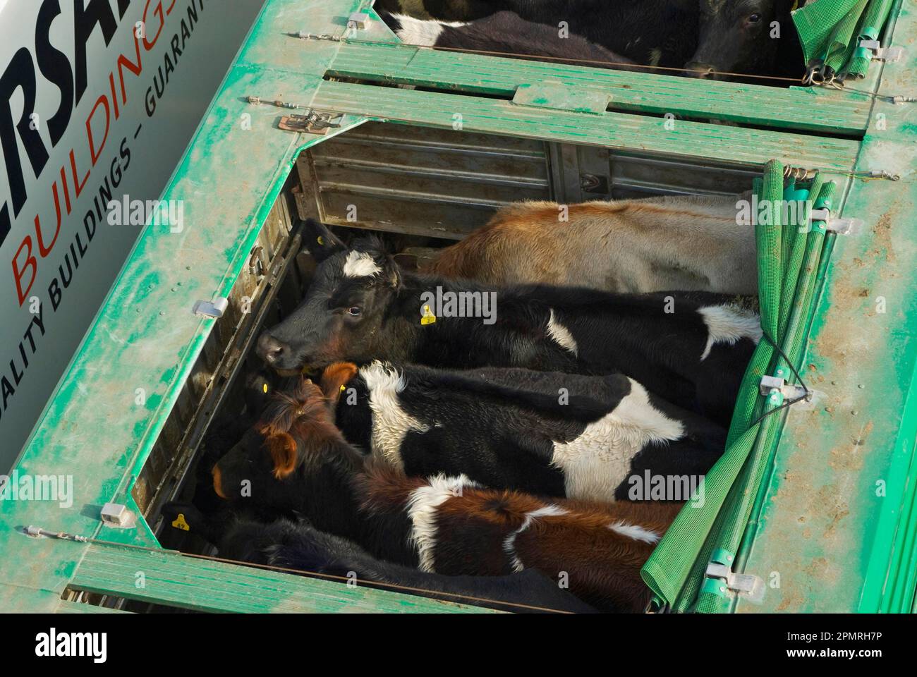 Domestic cattle, live cattle transported in trailers by ferry from the