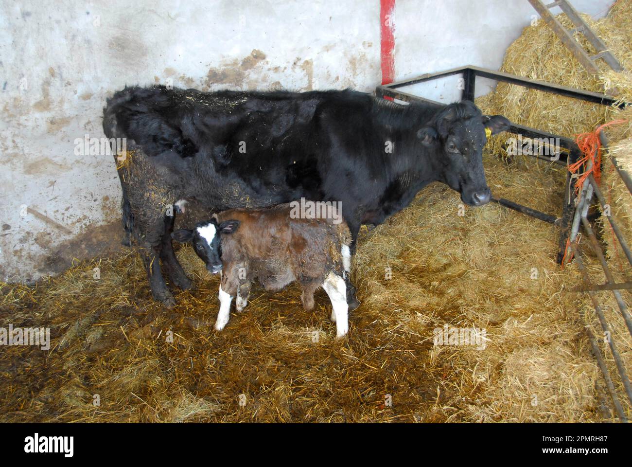 Domestic Cattle, cow fostering calf, calf wearing skin of cows dead calf, so cow accepts new
