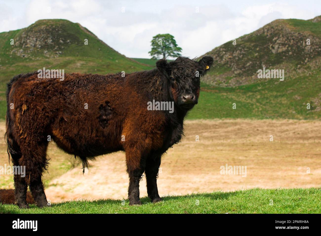 Domestic cattle, Galloway bull, standing on upland pasture, Hadrians ...
