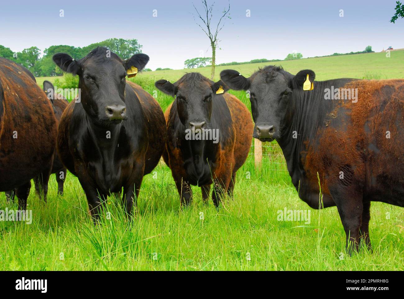 Domestic cattle, Aberdeen Angus, herd, cows standing on pasture, England, summer Stock Photo