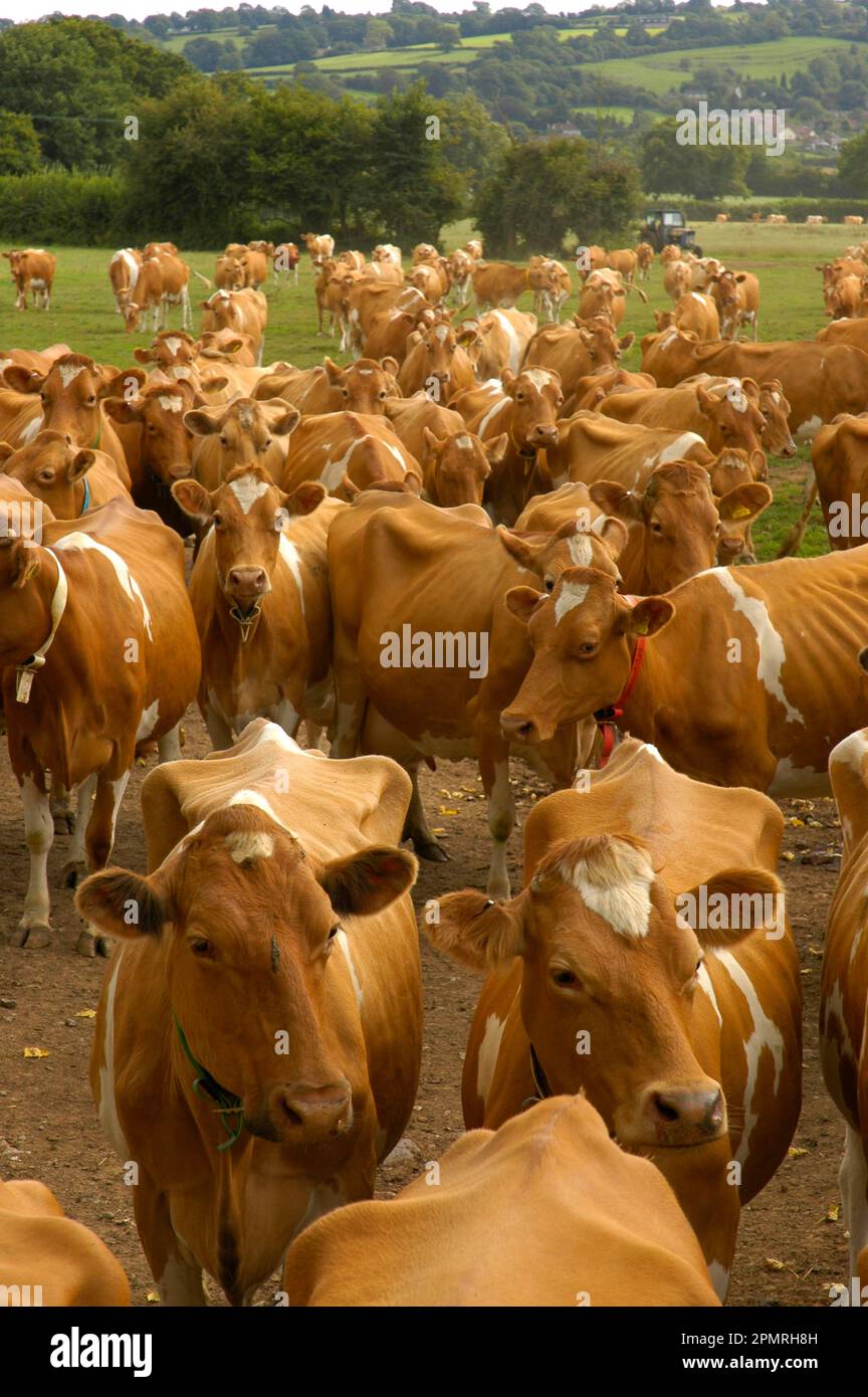Domestic Cattle, Guernsey cows, dairy herd, coming in from pasture for