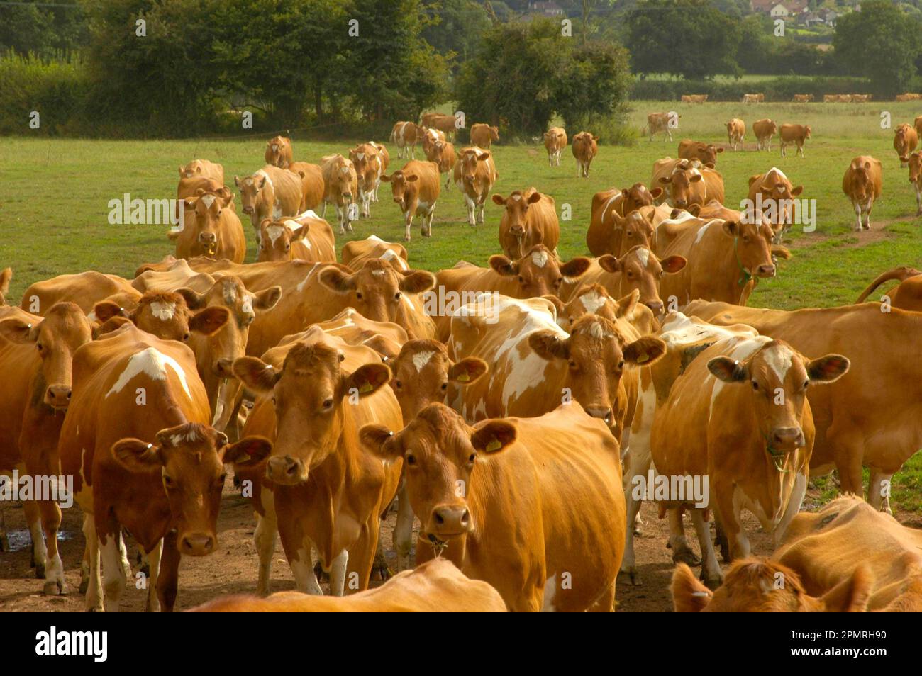 Domestic Cattle, Guernsey cows, dairy herd, coming in from pasture for milking, Somerset