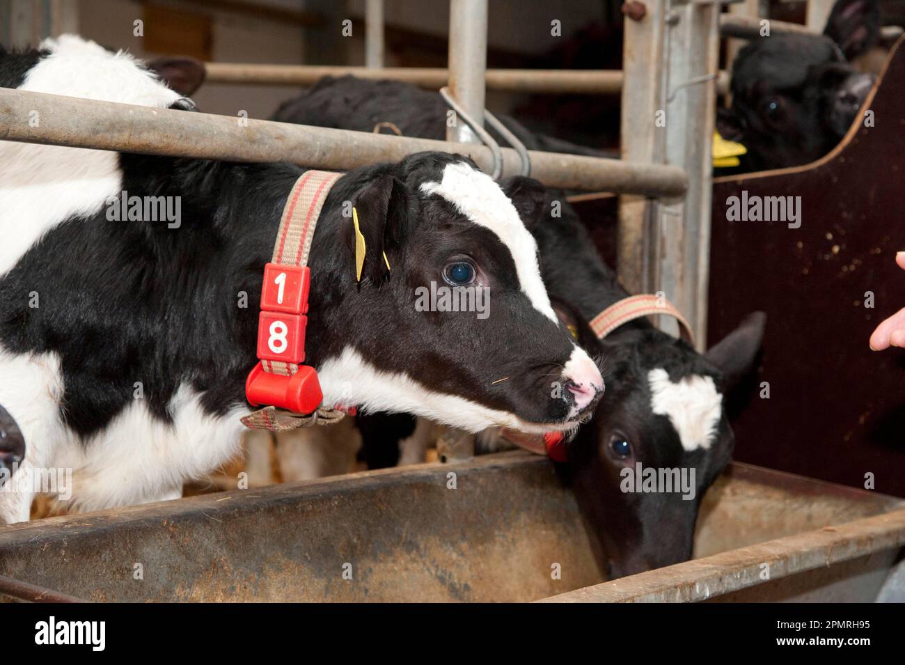 Dairy cattle, pedigree Holstein Friesian calves, wearing transponders
