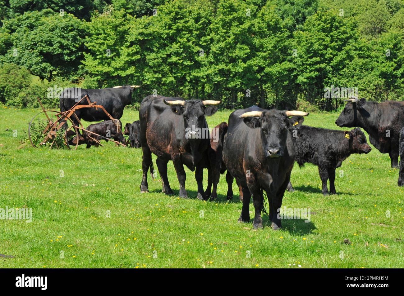 Domestic cattle, Welsh Black cows and calves, standing in pasture next to old farm equipment, near Helston, Cornwall, England, United Kingdom Stock Photo