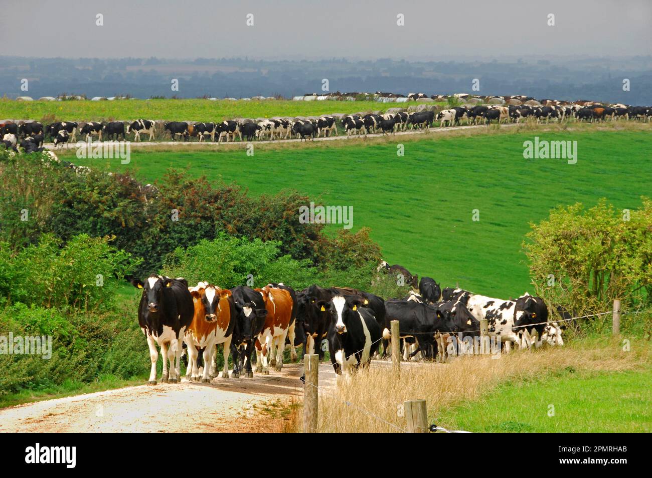 Domestic Cattle, dairy herd, line of cows coming in for milking