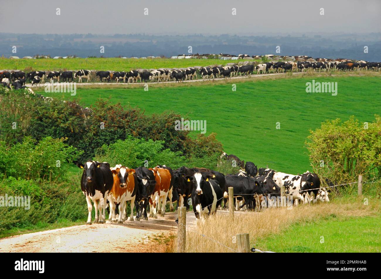 Domestic Cattle, dairy herd, line of cows coming in for milking, Tutbury, Staffordshire, England, United Kingdom Stock Photo