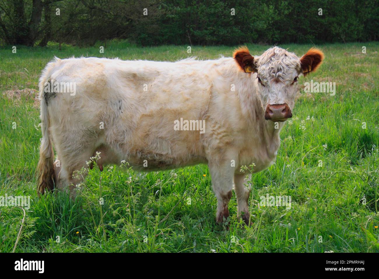 Domestic Cattle, Galloway cow, standing in watermeadow pasture, River Rattlesden, Stowmarket, Suffolk, England, United Kingdom Stock Photo