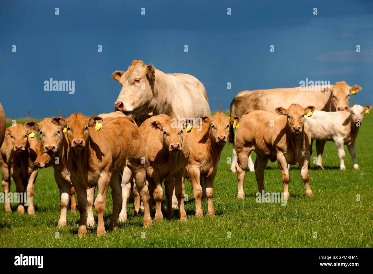 Domestic cattle, Blonde d'Aquitaine, cows with calves, herd standing on pasture, England, United Kingdom Stock Photo