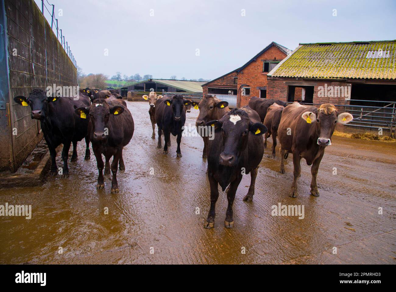 Domestic cattle, Brown Swiss and Brown Swiss cross dairy cows, herd standing on farm, Nantwich