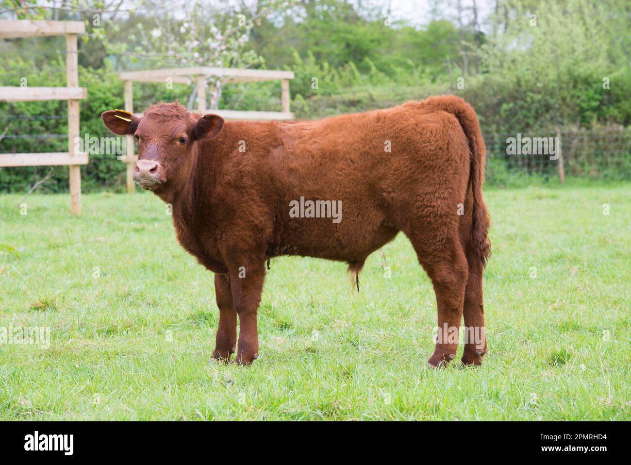 Domestic cattle, Red Ruby Devon calf, standing on pasture, Exeter, Devon, England, United Kingdom Stock Photo