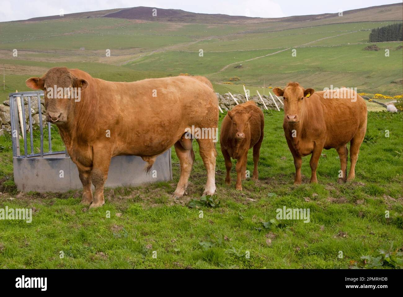 Domestic cattle, Red Galloway, bull, cow and calf, standing next to the