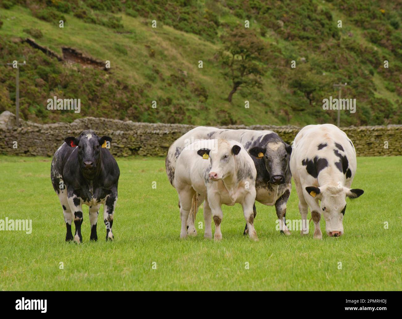 Domestic cattle, British Blue, heifers, herd standing on pasture, Dunsop Bridge, Lancashire, England, United Kingdom Stock Photo