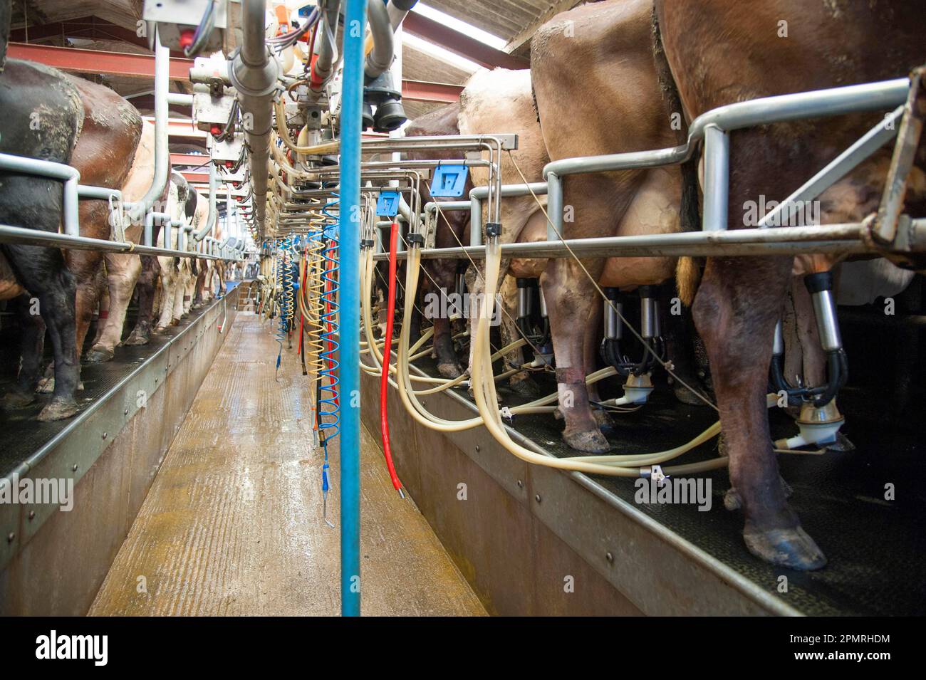 Dairy farming, milking parlour with milked Brown Swiss dairy cows, Cheshire, England, United Kingdom Stock Photo