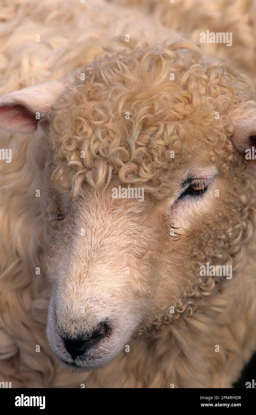 Domestic sheep, Devon Closewool ewe, close-up of head, Stithians Show, Cornwall, England, United Kingdom Stock Photo