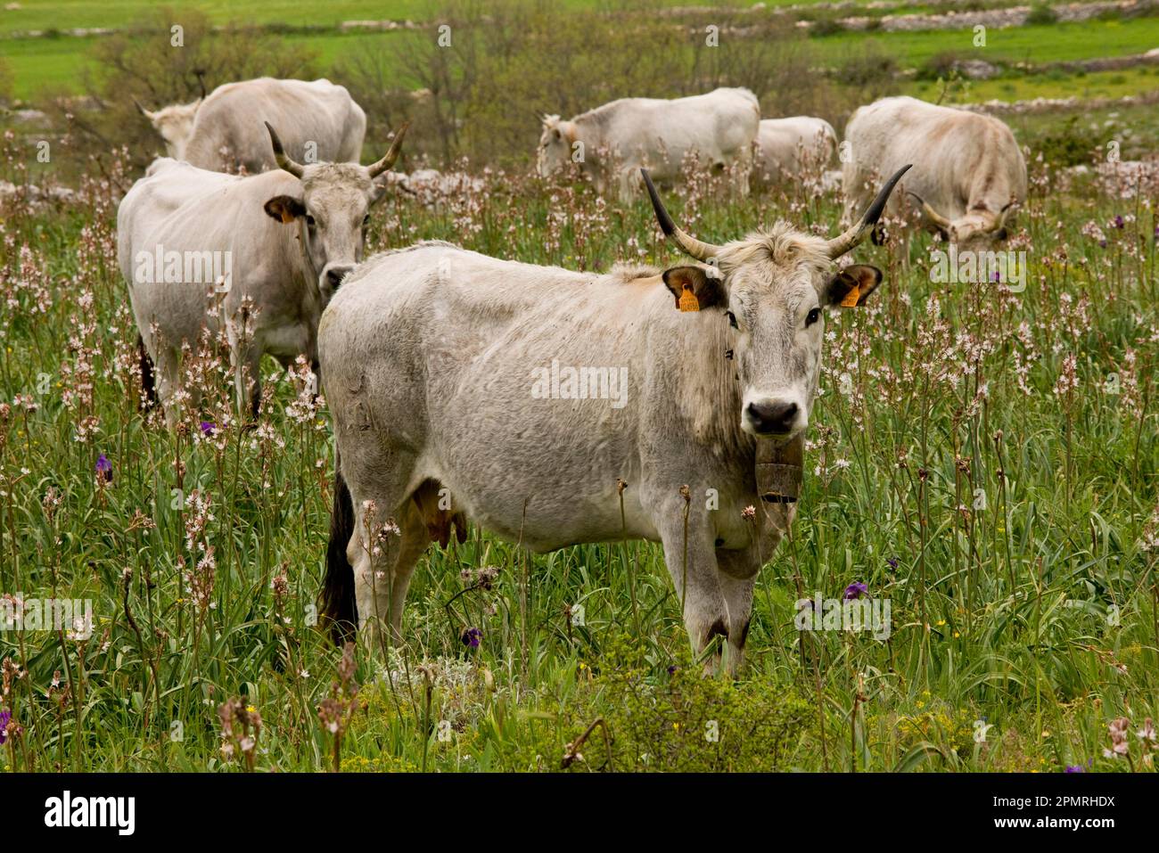 Domestic cattle, Podolica cows, herd with bells, grazing on walled pasture, Gargano peninsula, Apulia, Italy Stock Photo
