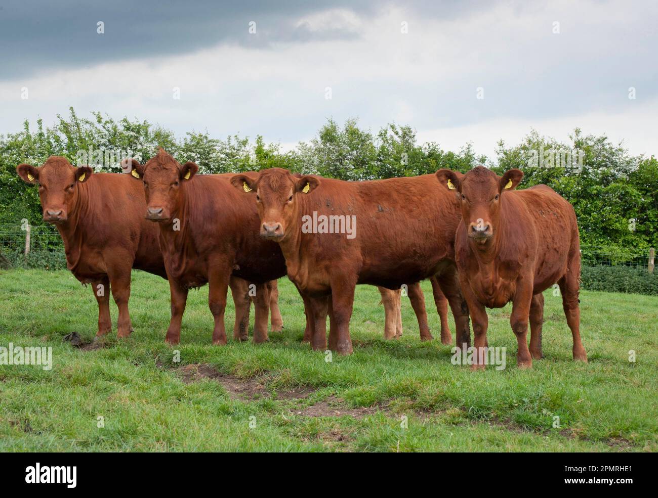 Domestic Cattle, Stabiliser fourteen-month old heifers, herd standing in pasture, Yorkshire, England, United Kingdom Stock Photo