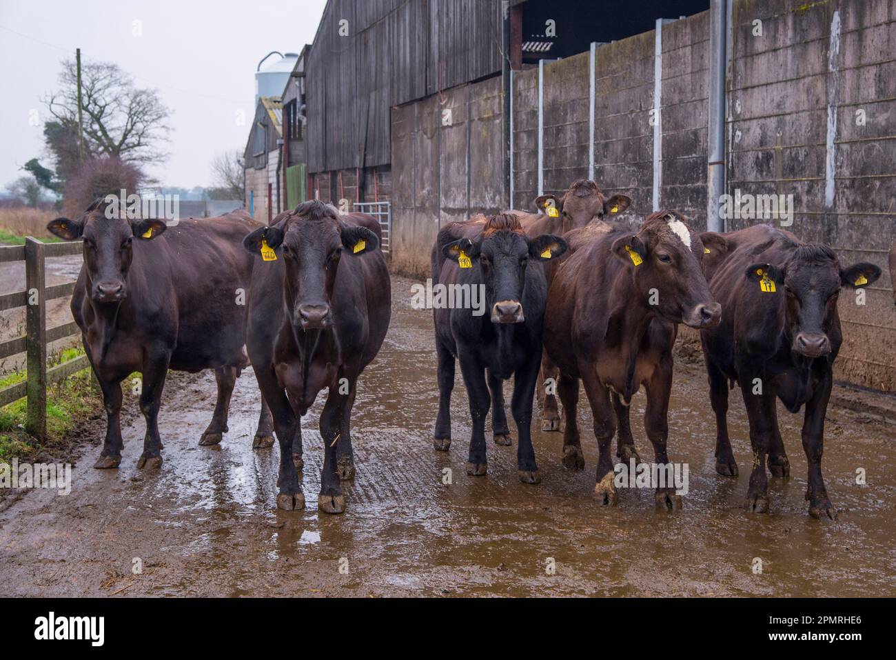 Domestic cattle, Brown Swiss and Brown Swiss cross dairy cows, herd standing on farm, Nantwich, Cheshire, England, United Kingdom Stock Photo