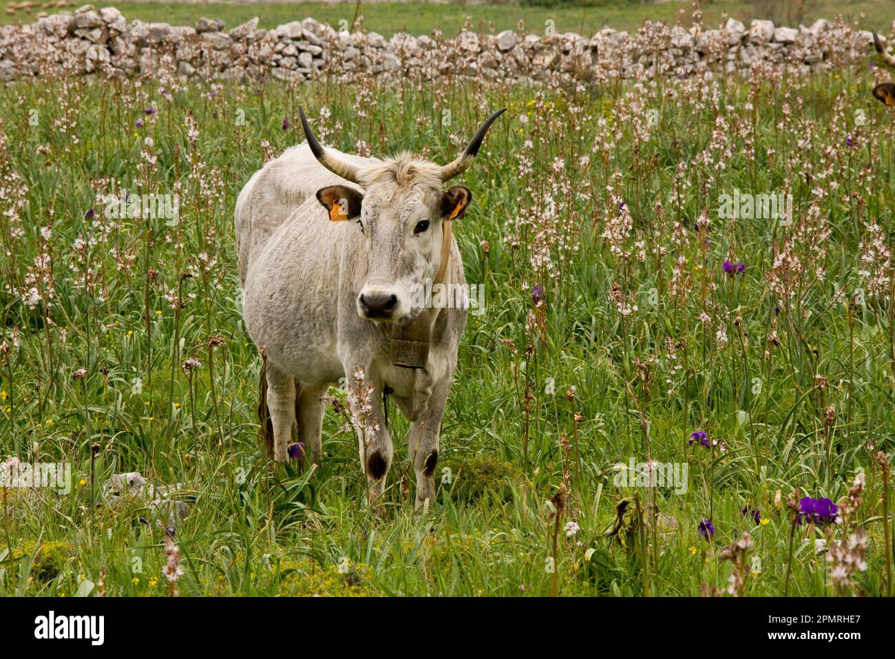 Domestic cattle, Podolica cattle, with bell, grazing on walled pasture, Gargano peninsula, Apulia, Italy Stock Photo