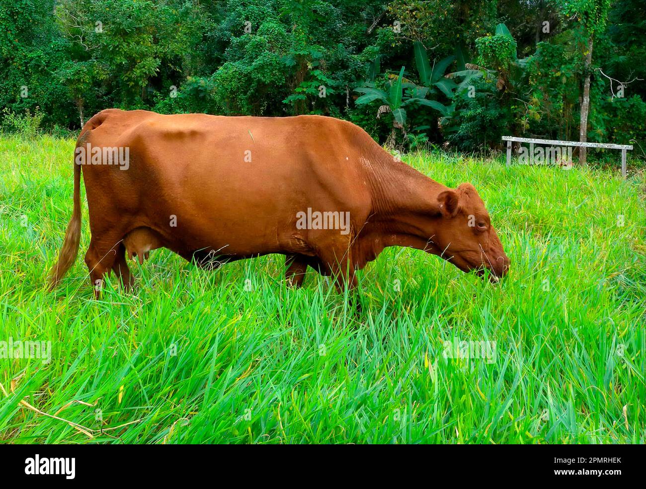 Domestic cattle, Jamaica Red Poll, cow grazing on lush pasture