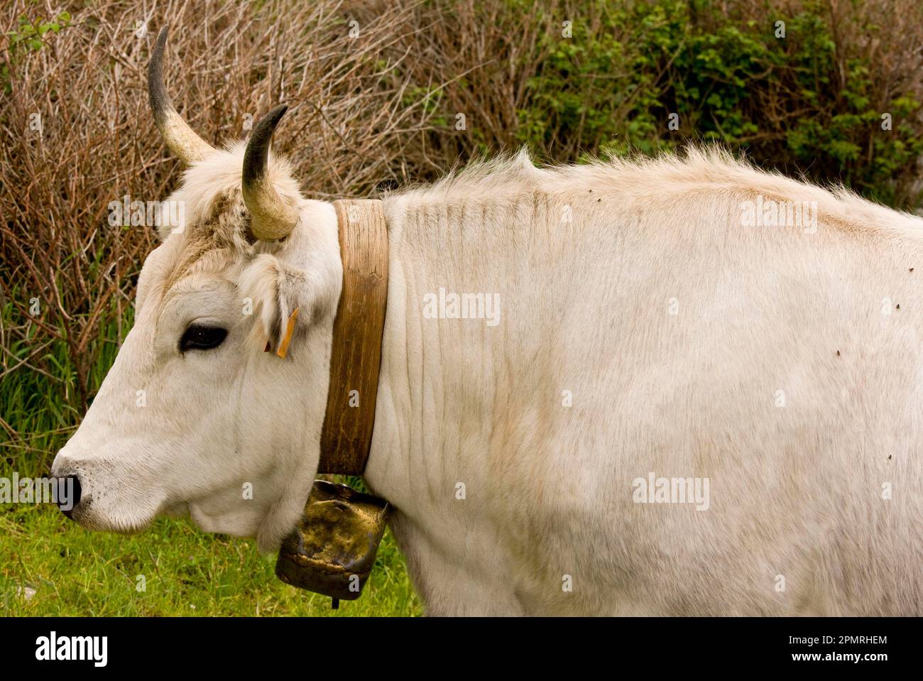 Domestic cattle, Podolica cattle, close-up of head with bell, grazing on walled pasture, Gargano peninsula, Apulia, Italy Stock Photo