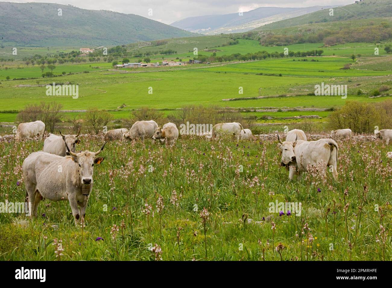 Domestic cattle, Podolica cows, herd with bells, grazing on walled pasture, Gargano peninsula, Apulia, Italy Stock Photo