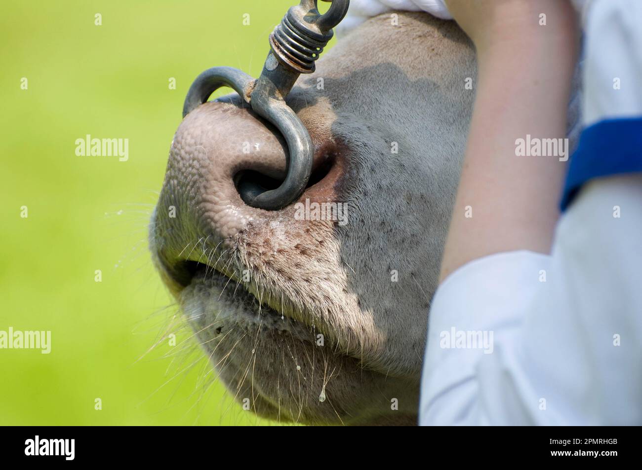 Domestic cattle, bull, closeup of ring through nose, Royal Norfolk