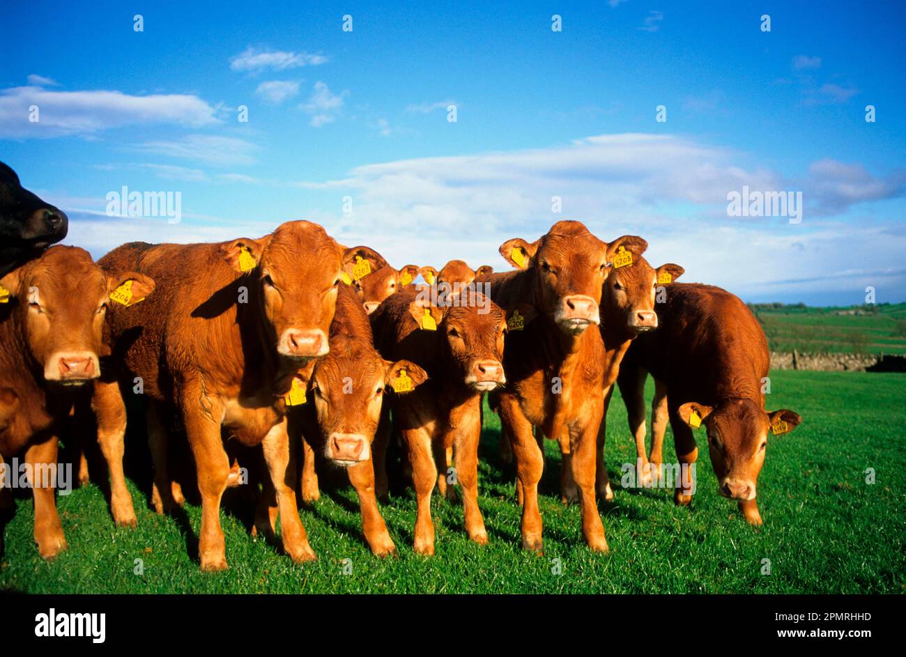 Domestic cattle, Limousin young cattle, grass herd, borders, England ...