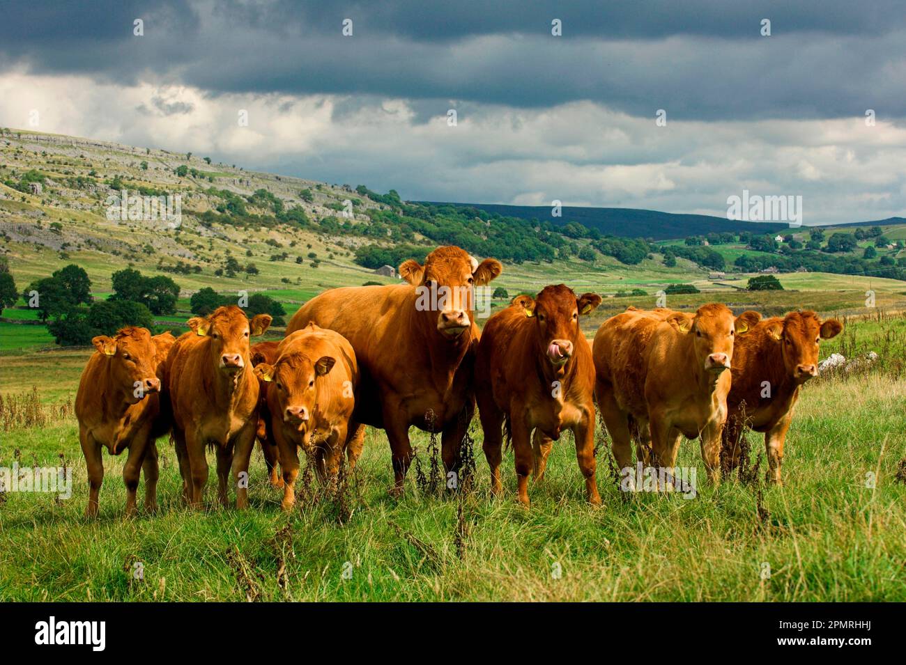 Domestic Cattle, Limousin cow and calves, standing in rough limestone pasture, England, United Kingdom Stock Photo