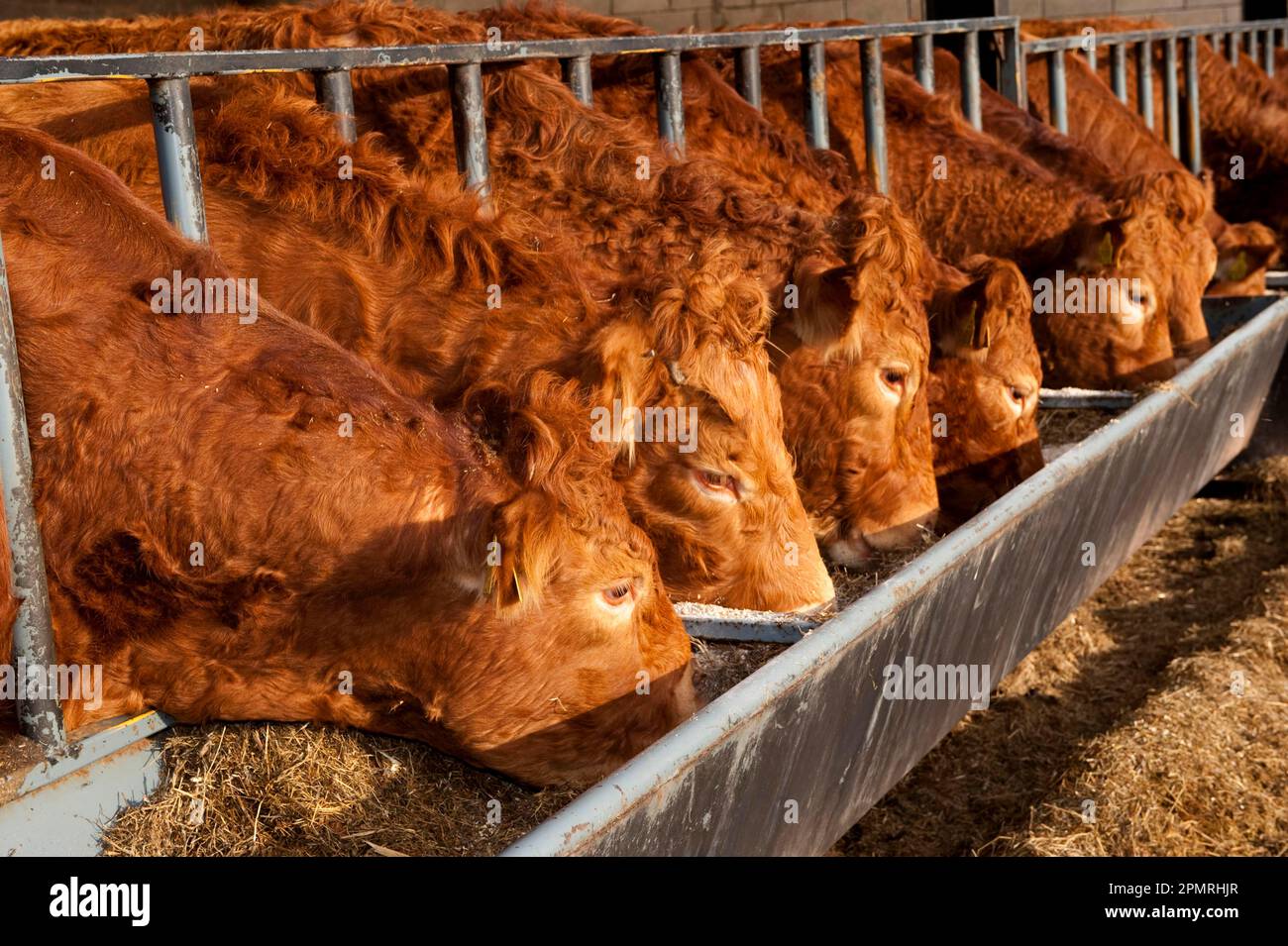Domestic cattle, Limousin herd, feeding from trough in modern cattle