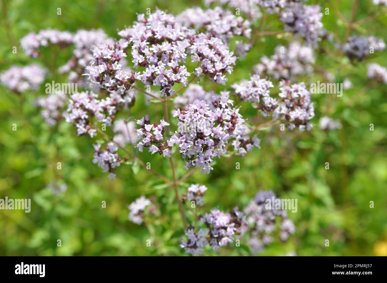 In the wild in the summer flowering oregano (Origanum vulgare) Stock Photo