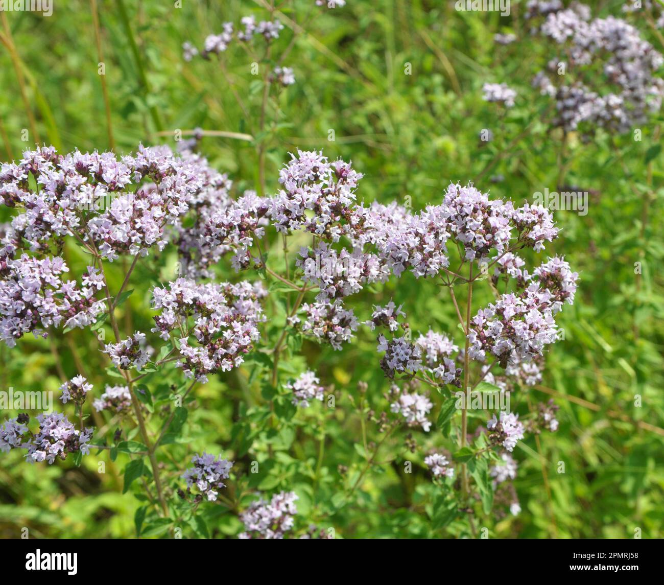 In the wild in the summer flowering oregano (Origanum vulgare) Stock Photo