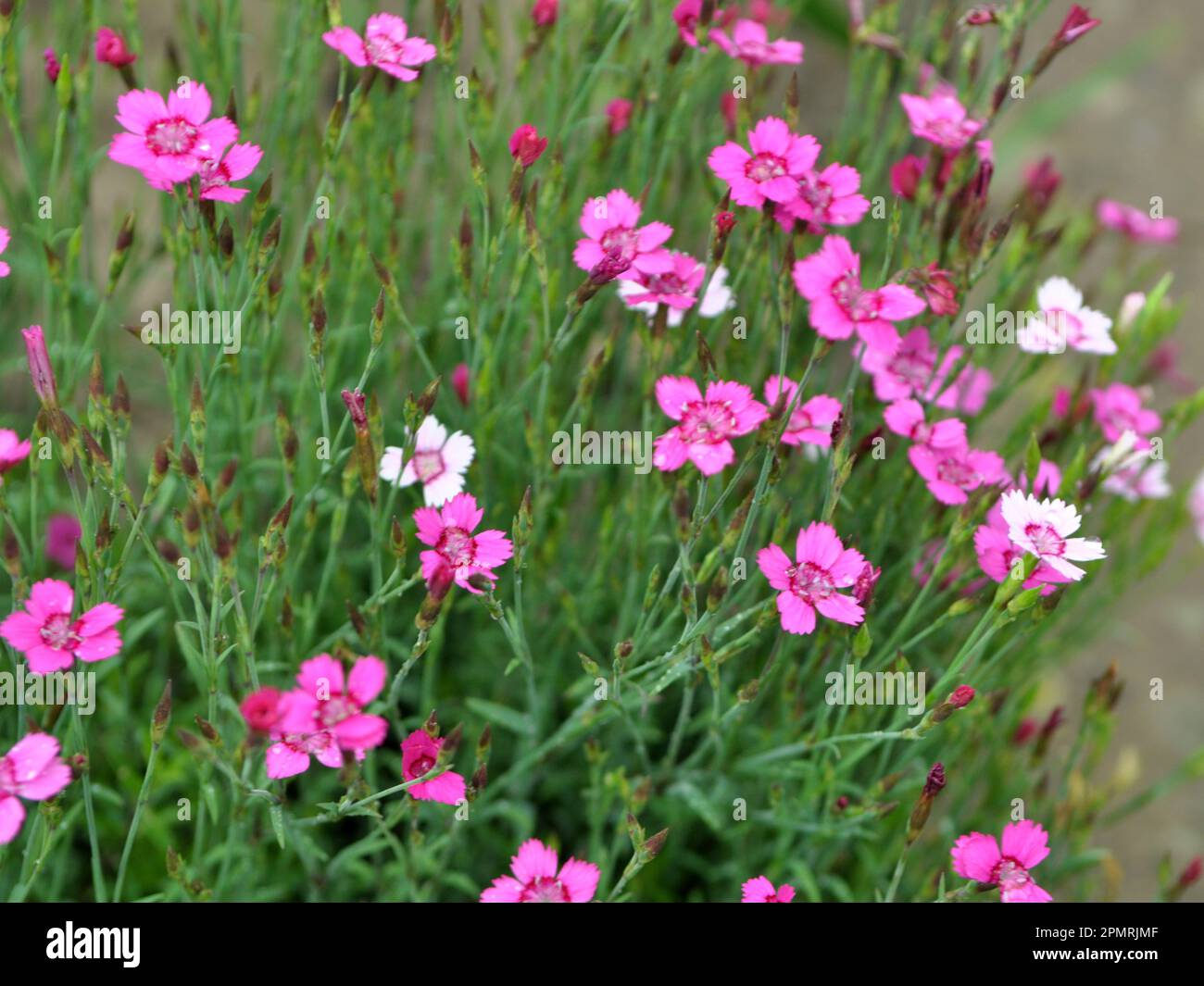 Carnation garden grows and blooms in the open ground Stock Photo Alamy