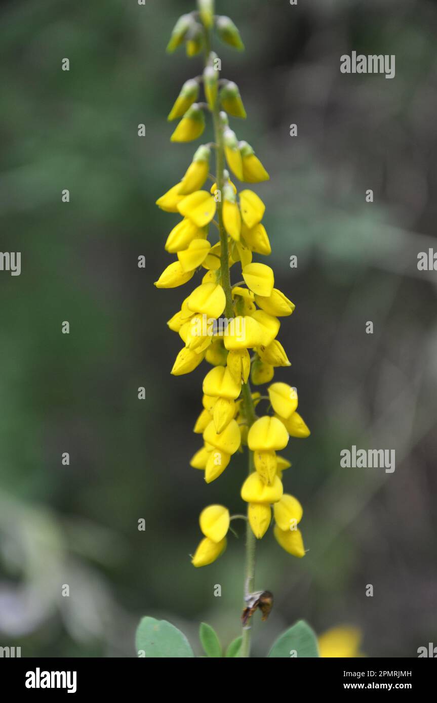 Lembotropis nigricans grows in the wild in summer Stock Photo