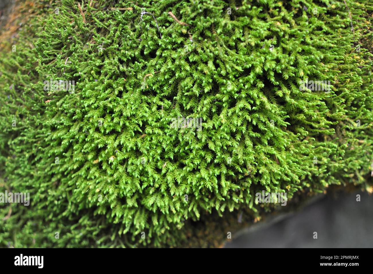 In the forest in the wild on the stone grows moss Anomodon Stock Photo