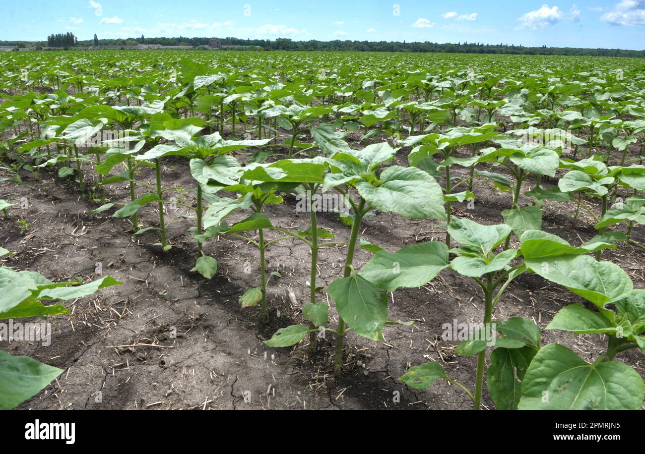 In the field, young sunflower using herbicides is protected from weeds