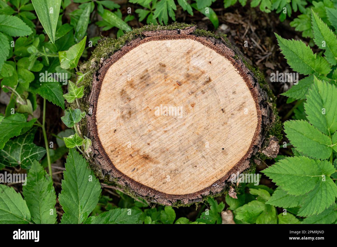 Cut tree trunk with circular cuts in the middle of the green forest