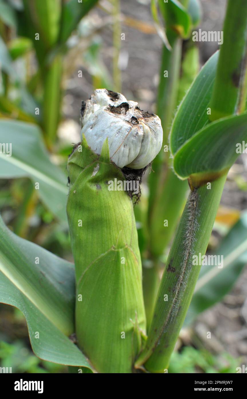 Sick corn plant affected by fungus Ustilago zeae Unger Stock Photo Alamy
