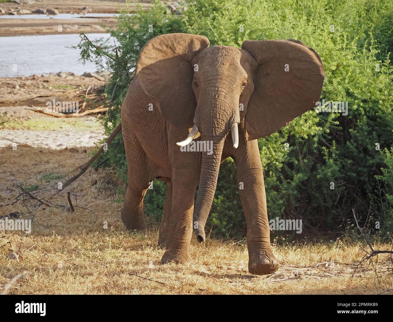 belligerent bull African Elephant (Loxodonta africana) with flapping ears & trunk charging alongside Galana River ,Kenya, Africa Stock Photo