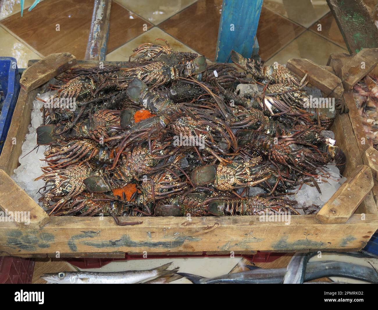 Lobsters, fish market, Hurghada, Egypt Stock Photo Alamy