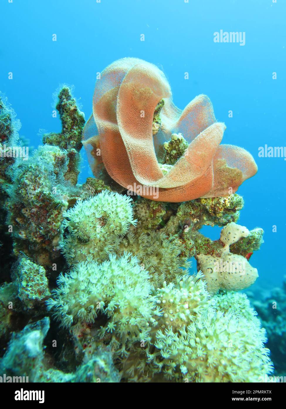 Clutch, spanish dancer (Hexabranchus sanguineus), Brother Islands, Red