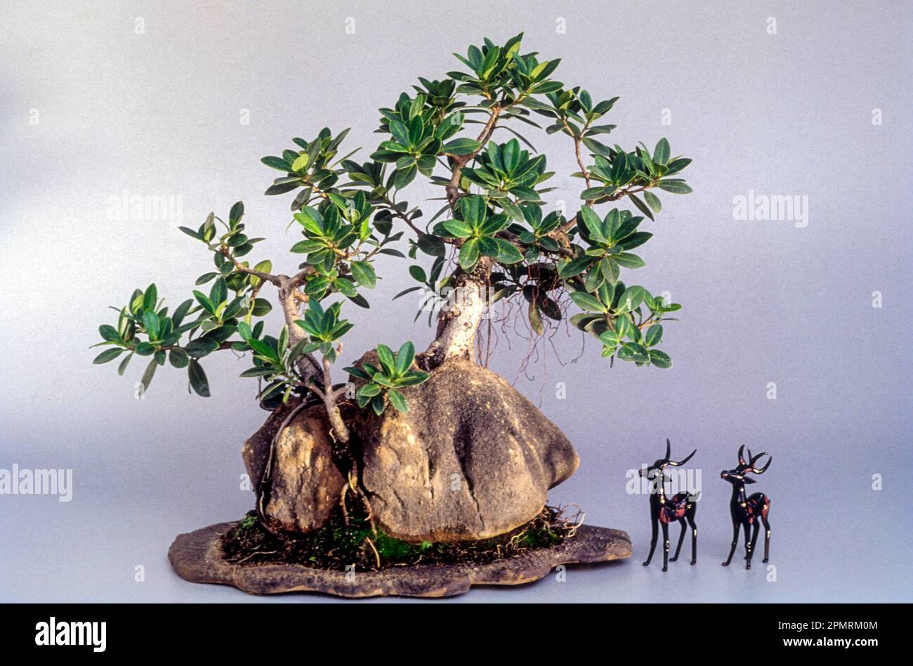 Bonsai (ficus retusa) Style over the rock India, Asia Stock Photo Alamy