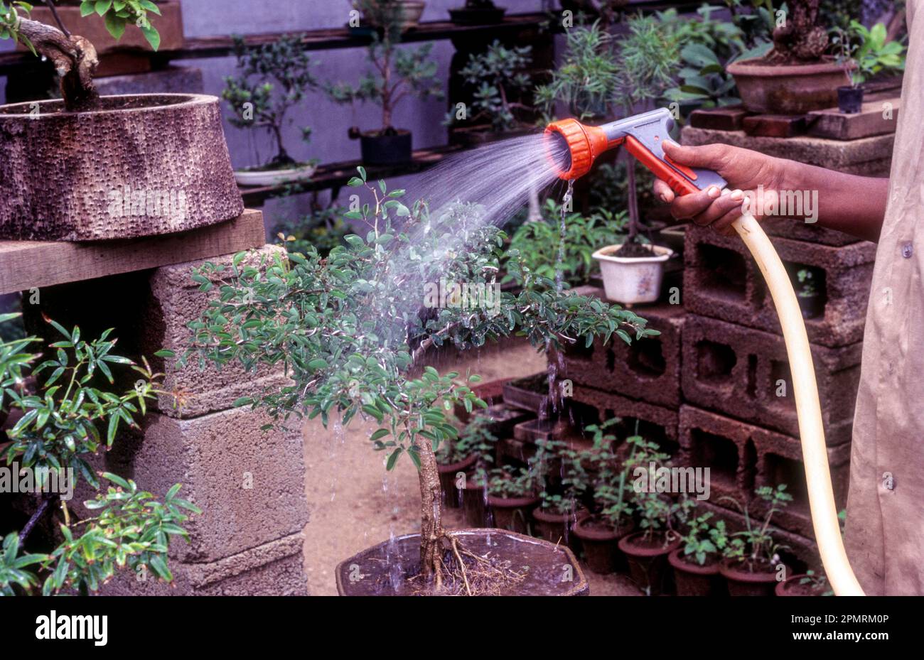 Watering bonsai garden at Coimbatore, Tamil Nadu, South India, India