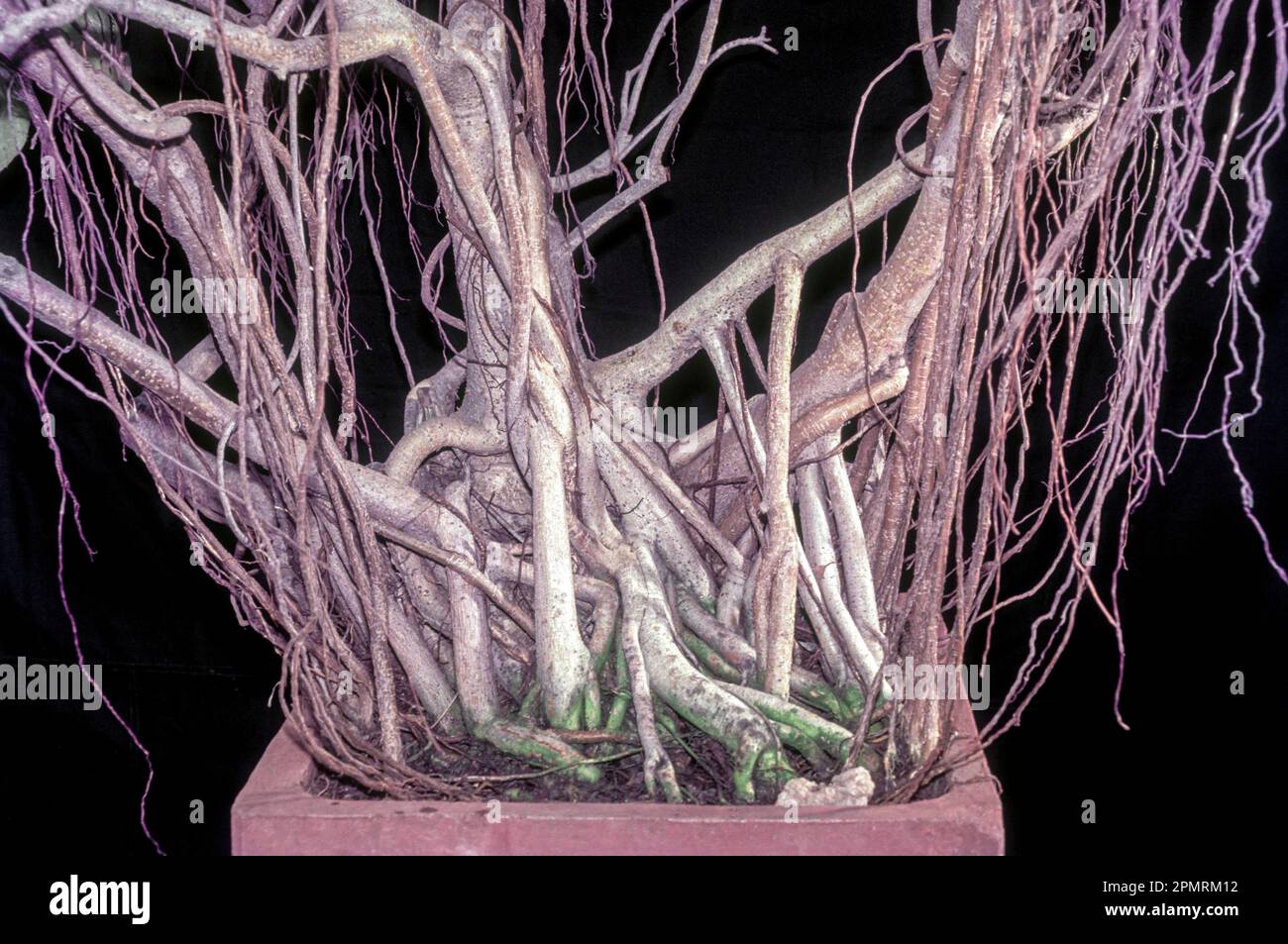 Roots of bonsai Banyan tree at Coimbatore, Tamil Nadu, South India