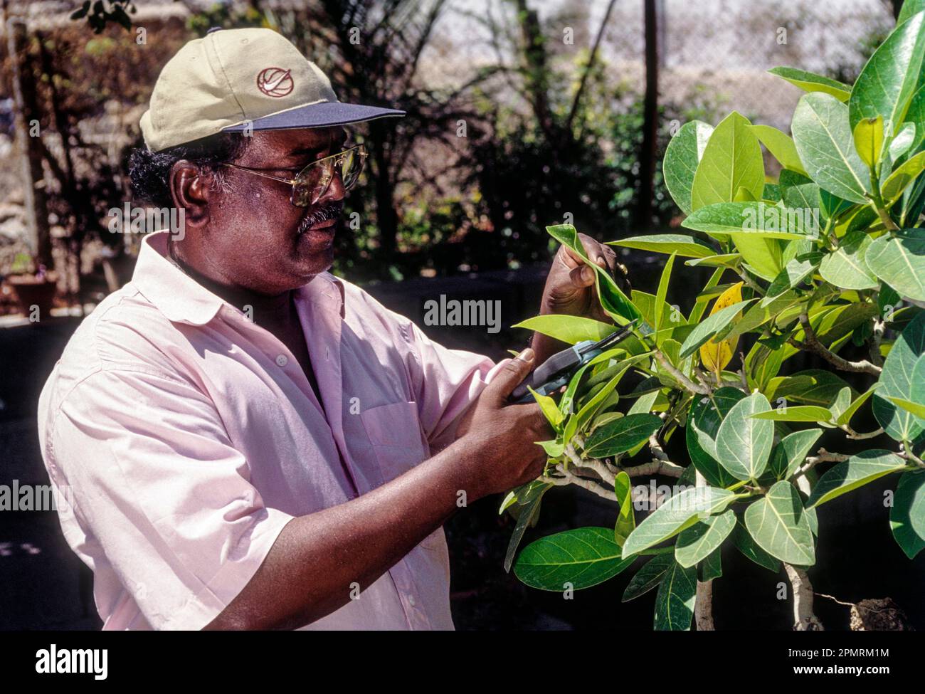 A gardener pruning the tree and cutting the leaves to create bonsai