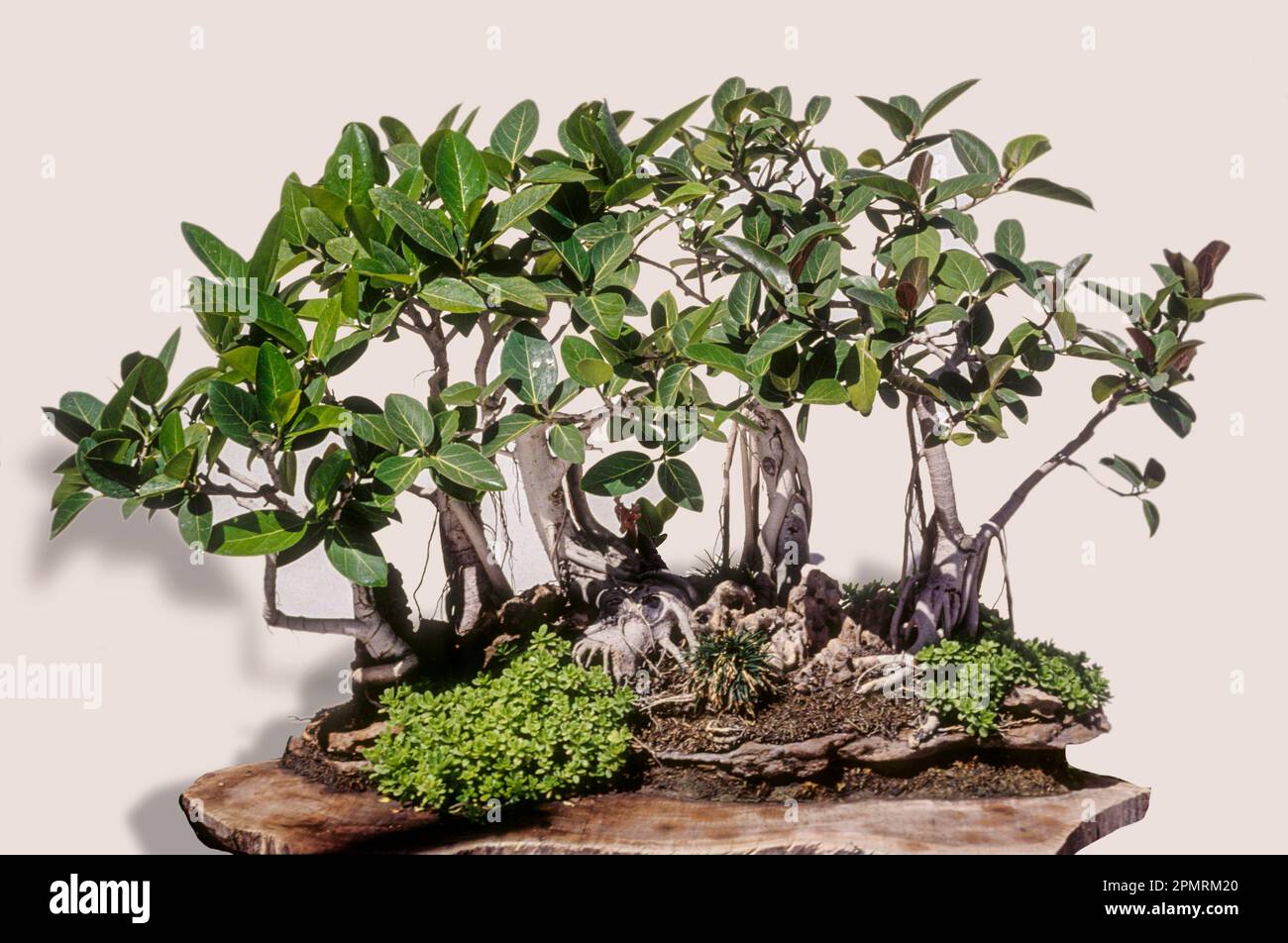 Cutout, Bonsai, a Group of 5 Banyan Trees (Ficus Benghalensis) over the